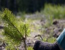 Во Владимирской области восстановят шесть с половиной тысяч гектаров леса