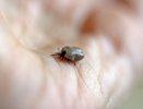 Клещи при выборе потенциальных жертв ориентируются на группу крови: вот какую они любят больше всего