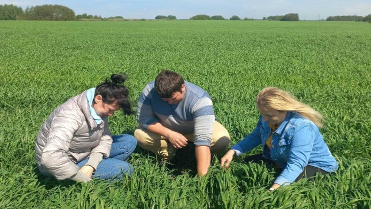 Главная картинка новости: На полях Суздальского района выращивают новые сорта пшеницы и тритикале