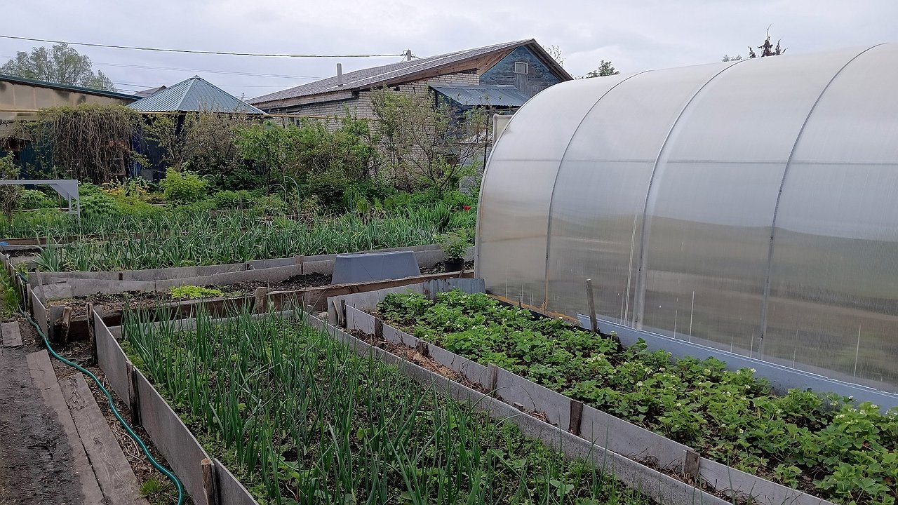 Главная картинка новости: Не сажать и не поливать: грядет важный день для дачников и садоводов – урожай будет в 10 раз больше, если сделать это 26 мая