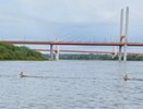 Под Муромом косули устроили заплыв по Оке