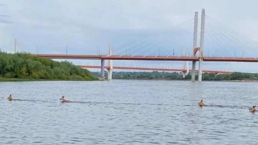 Главная картинка новости: Под Муромом косули устроили заплыв по Оке