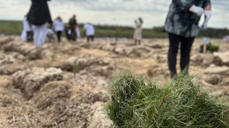 Главная картинка новости: 3 тысячи новых лесных культур посадили во Владимирской области