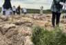 Миниатюра новости: 3 тысячи новых лесных культур посадили во Владимирской области