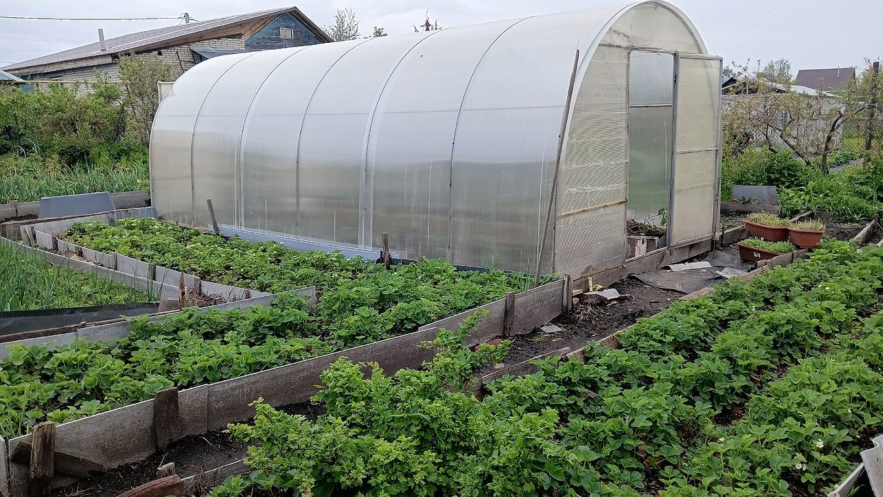 Главная картинка новости: Сорняки разом завянут: растворите стакан на ведро и полейте вечером — с утра не узнаете свой огород