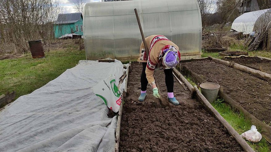 Главная картинка новости: Разводим 1:10 с водой – и муравьев больше не увидите: простое действие избавит от проблем на весь сезон
