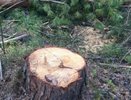 В Ковровском районе возбудили уголовное дело по факту незаконной вырубки елей