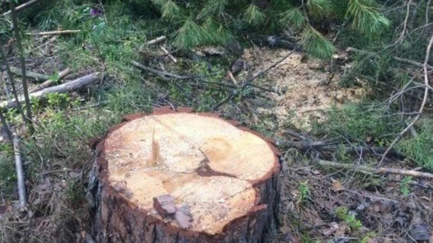 Главная картинка новости: В Ковровском районе возбудили уголовное дело по факту незаконной вырубки елей