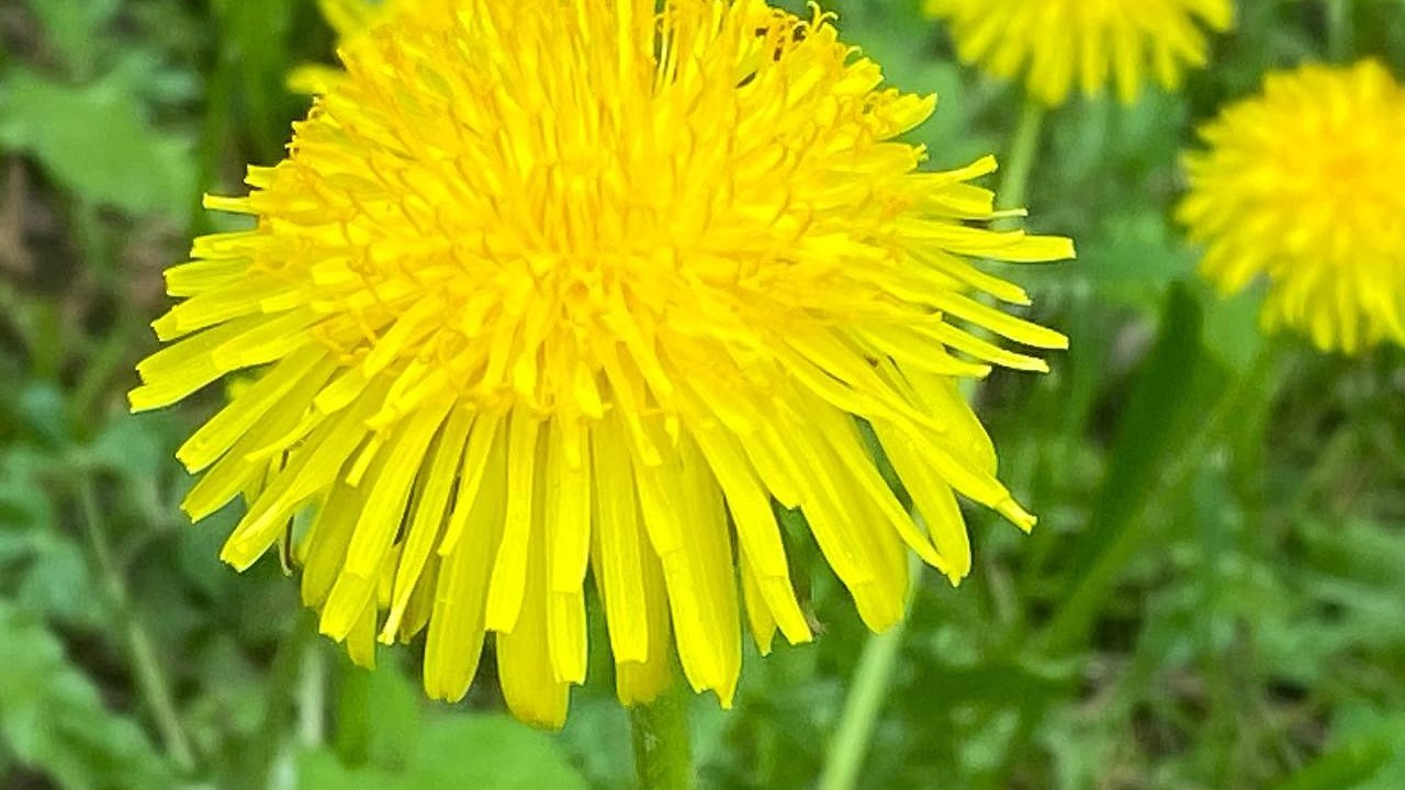 Главная картинка новости: Как избавиться от одуванчиков на дачном участке: реально работающие методы. Запомните раз и навсегда