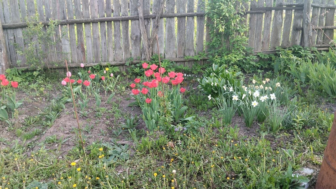 Главная картинка новости: Весеннее нашествие тли: средство, о котором забыло большинство садоводов, опять набирает популярность