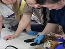 В приюте «Дорога добра» во Владимире лечат раненого лисенка найденного в садоводстве