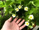 Не йод и не бор: вот чем грамотные огородники поливают клубнику во время цветения – ягоды будете рвать по 6 кг с куста