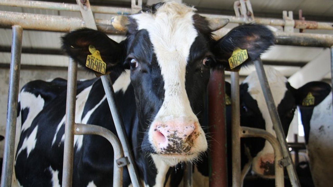 Главная картинка новости: В Собинском округе выберут лучшего дояра Владимирской области