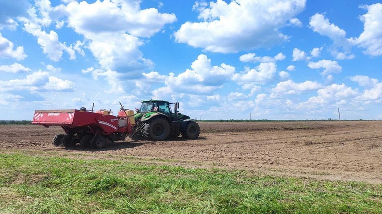 Главная картинка новости: Площадь под картофель в Гусь-Хрустальном районе увеличили до 500 гектаров