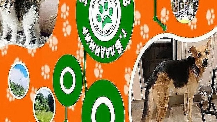 Главная картинка новости: Собаки с характером: Редди и Грей из приюта «Зоозабота» мечтают о доме