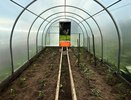 Больше покупаю удобрения на тысячи рублей: этот простой копеечный лайфхак поможет стать огурцам крупными и вкусным
