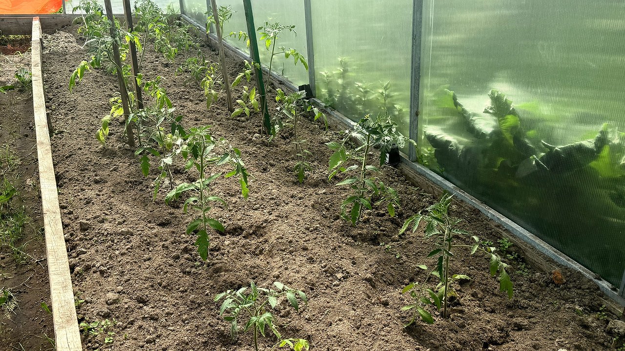 Главная картинка новости: 1 июня развожу 30 г в лейке и использую это для полива огурцом: ждите настоящих халков — будут зреть раньше, чем у соседей