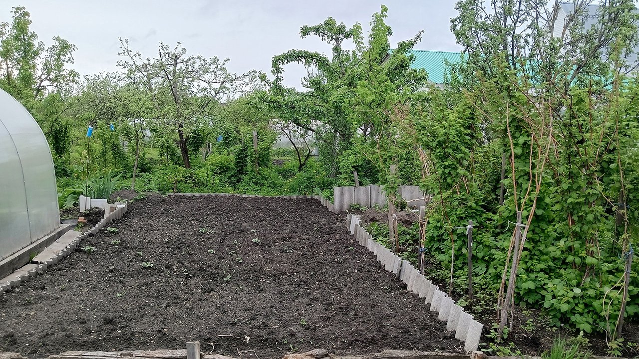 Главная картинка новости: Сорняки ничем не поливаю — секунда и их нет: жалею, что раньше не знала о «топовых» помощниках