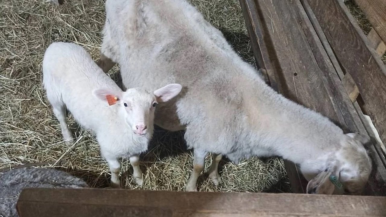 Главная картинка новости: Владимирцам выплатят до 7 миллионов рублей на развитие бизнеса в сельском хозяйстве