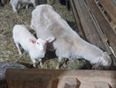 Владимирцам выплатят до 7 миллионов рублей на развитие бизнеса в сельском хозяйстве