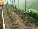 Не зола и не коровяк: лучшее удобрение для огурцов в первых числах июня