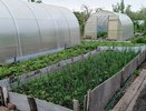 Не молоко и точно не соль: опытные садоводы поливают этим лук в начале июня – с грядки выходит по 20 кг головок