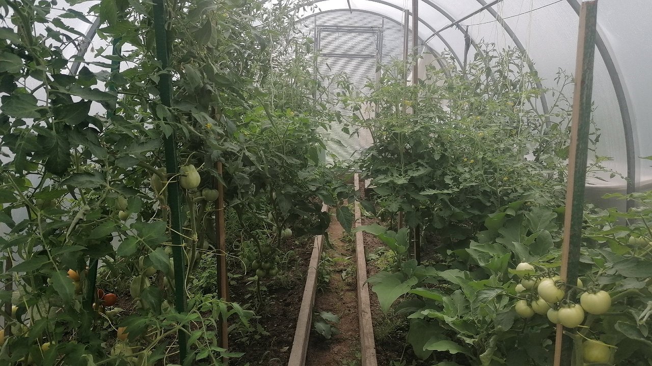 Главная картинка новости: Чтобы урожай томатов пришлось возить тачками - через 2 недели после высадки добавляем 1,5 ст. ложки на 10 л воды