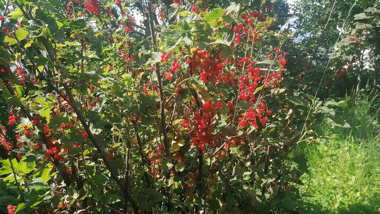 Главная картинка новости: Рассыпала возле смородины и своим глазам не поверила — тля за 1 день испарилась с цветущего куста — работает лучше ядрёной "химии"