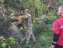 На автодороге Владимир – Юрьев-Польский расчищено два километра леса от сухостоя