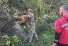 Миниатюра новости: На автодороге Владимир – Юрьев-Польский расчищено два километра леса от сухостоя