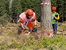В Судогодском районе подвели итоги Кубка «ZimAni» среди вальщиков леса