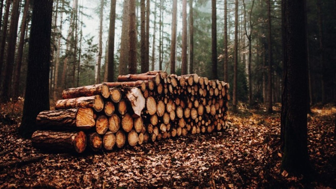 Главная картинка новости: В двух районах области арендатора леса обязали компенсировать вырубленные деревья