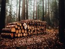В двух районах области арендатора леса обязали компенсировать вырубленные деревья