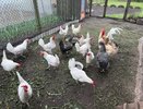 Вши с кур убегут, сверкая пятками: кладем 3 веточки в курятник — и облысение несушкам не грозит