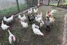 Миниатюра новости: Вши с кур убегут, сверкая пятками: кладем 3 веточки в курятник — и облысение несушкам не грозит
