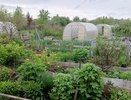 Нашел лучшее решение, чем закрыть дорожки между грядок в огороде -  способ за копейки, и сорняки больше не надоедают