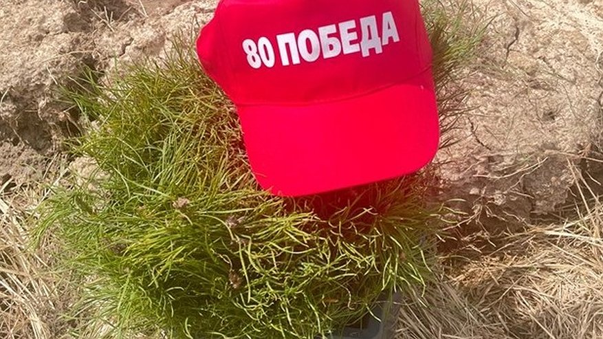 Главная картинка новости: Во Владимирской области высадили 450 тысяч деревьев в рамках акции «Сад памяти»