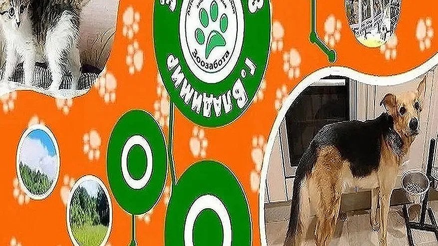 Главная картинка новости: Тоша и Спартак из приюта «Зоозабота» ищут дом и настоящую семью