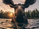 Два ДТП с лосями зафиксировано за сутки во Владимирской области