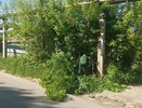 Во Владимире спилили сухие деревья
