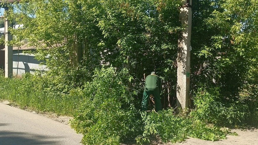 Главная картинка новости: Во Владимире спилили сухие деревья