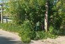 Миниатюра новости: Во Владимире спилили сухие деревья