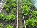Опудрив такой мукой клубнику во время цветения, заставите сбежать долгоносика и поможете росту крупной и сладкой ягоды