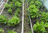 Миниатюра новости: Опудрив такой мукой клубнику во время цветения, заставите сбежать долгоносика и поможете росту крупной и сладкой ягоды