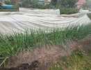 Сорняки мигом завянут: развожу 1 стакан на ведро и поливаю вечером - утром огород полностью чист