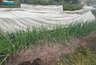 Миниатюра новости: Сорняки мигом завянут: развожу 1 стакан на ведро и поливаю вечером - утром огород полностью чист