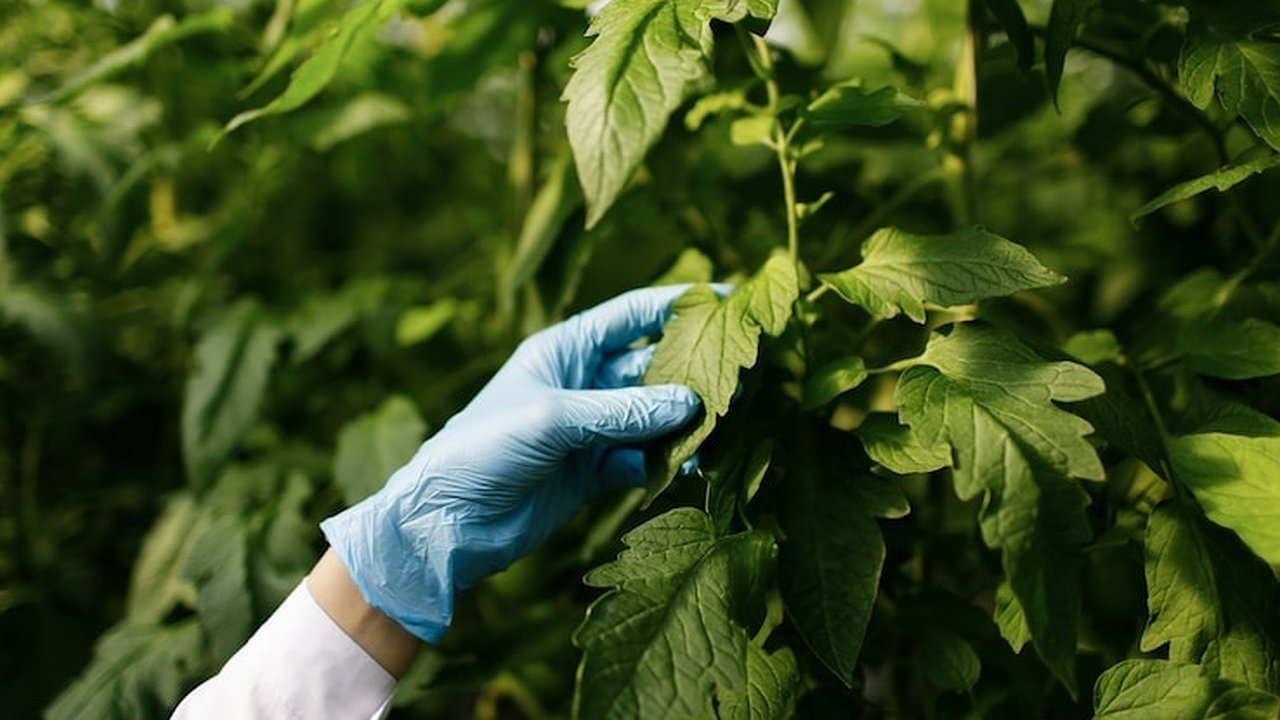 Главная картинка новости: Аграрии Владимирской области не соблюдали регламенты использования пестицидов