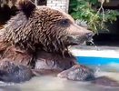 Медведь из Александровского СНТ прекрасно чувствует себя в волгоградском приюте