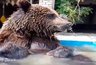 Миниатюра новости: Медведь из Александровского СНТ прекрасно чувствует себя в волгоградском приюте