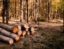 Самовольная рубка леса в Гороховецком районе обошлась компании в 2,3 миллиона рублей